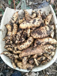 畢節這里天麻豐收,種植戶卻高興不起來