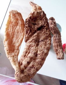 求助,找點真正的野生天麻