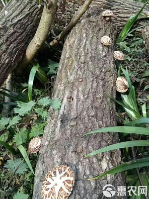 秦嶺深山椴木香菇,入冬新菇,直徑3-5cm,均勻,肉質厚實。