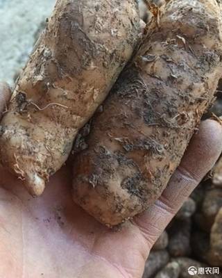 [天麻小草壩深山天麻價格11斤