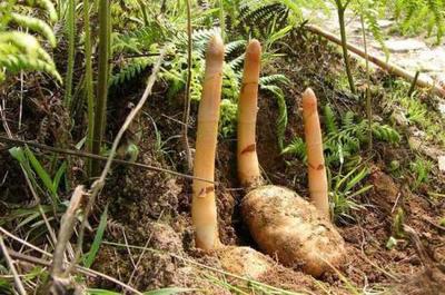 天麻產(chǎn)地概述