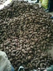 彝鄉(xiāng)寶藏 天麻之外，還有這些生態(tài)饋贈值得品味